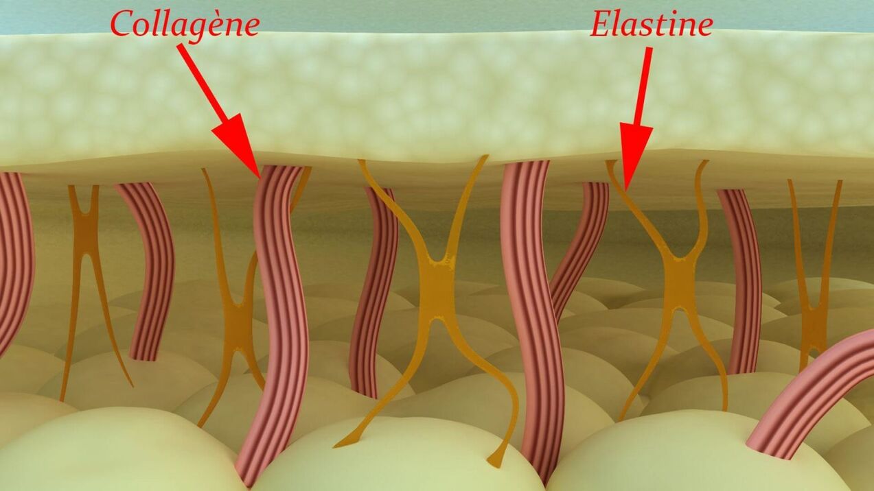 Kolagen dan elastin - protein struktur kulit